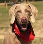 Cupid as a Puppy